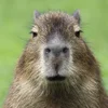 Avatar Capybara
