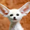 Avatar avashost